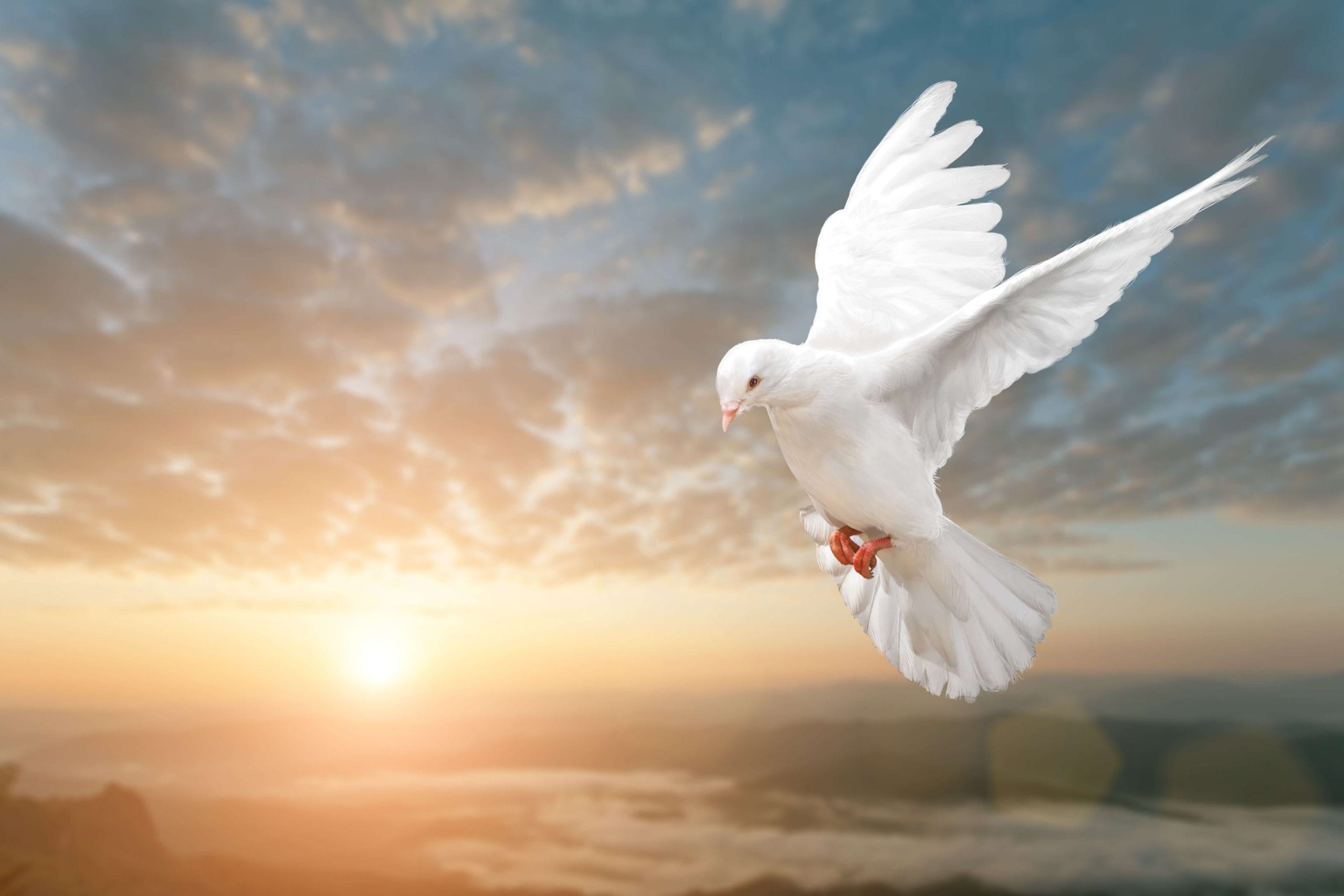 dove in flight In Home Group Energy Circles